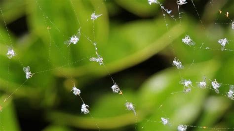 How To Identify And Control Woolly Aphids Complete Guide