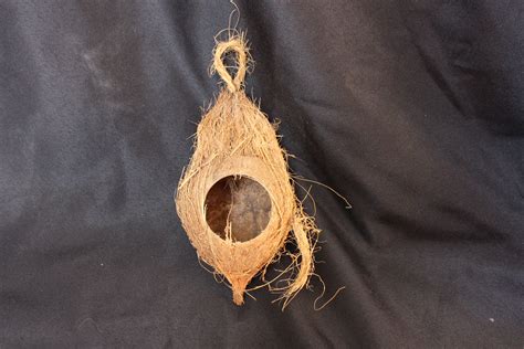 Hanging Coconut Hide