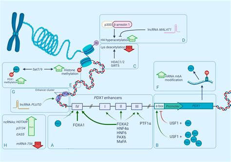 Frontiers Pdx Is The Cornerstone Of Pancreatic Cell Functions And