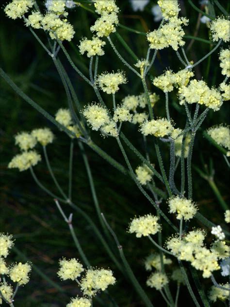 Eriogonum nudum subsp. oblongifolium