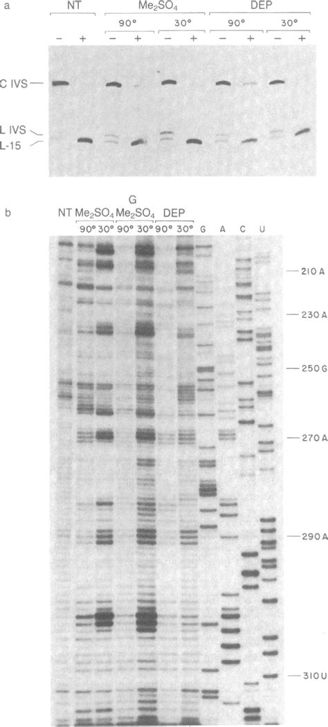 Figure 2 From Secondary Structure Of The Circular Form Of The