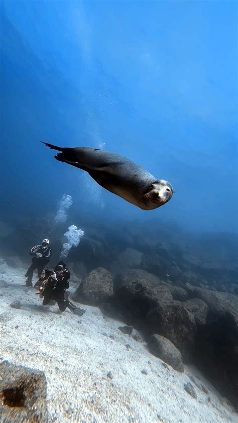 A Sea Lion Swimming · Free Stock Photo