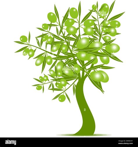 Green Olive Tree Stock Vector Image Art Alamy