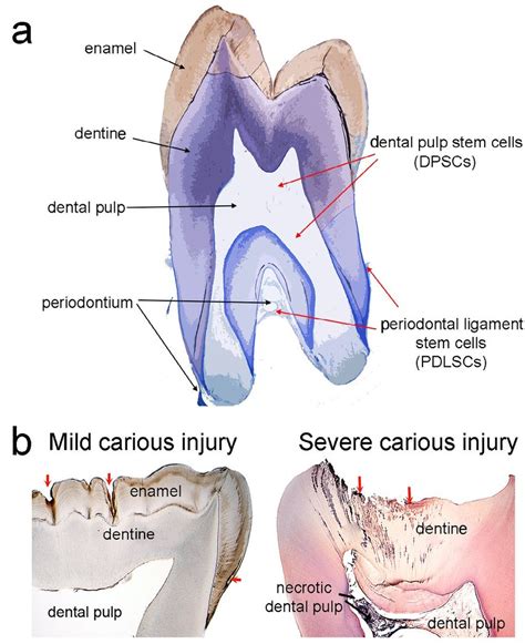 Tooth Anatomy And Histology In Physiological And Pathological Download Scientific Diagram