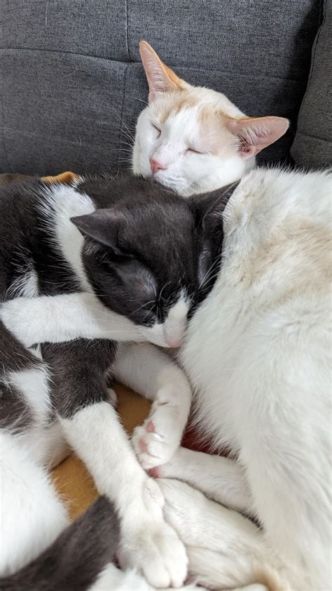 My Boys Cuddling For A Catnap Oc Raww