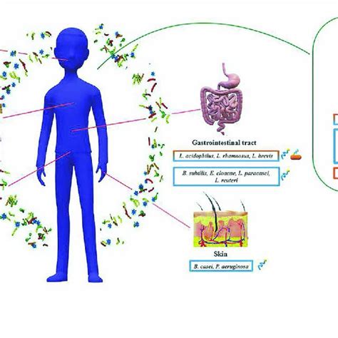 Schematic Representation Of Biosurfactants With Antimicrobial