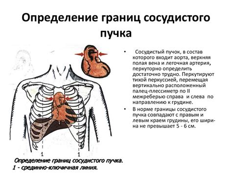 Осмотр , пальпация, перкуссия сердца - презентация онлайн