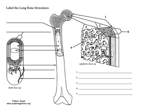 Bone Worksheet For Anatomy