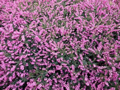 Heather Purple Flower Free Photo On Pixabay Pixabay