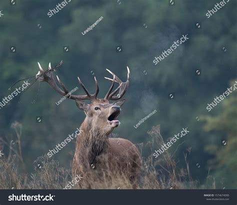 513 Angry Stag Images Stock Photos And Vectors Shutterstock