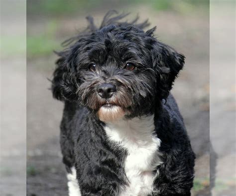 Havanese Breed Information and Pictures on PuppyFinder.com
