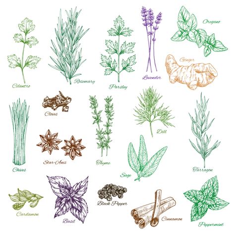 Vector Icons Set Of Spices And Herbs Seasonings 16166191 Vector Art At