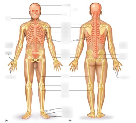 Chapter The Skeletal System Diagram Quizlet