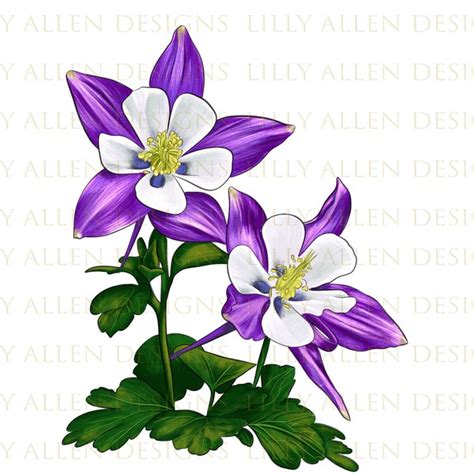 Columbine Etsy