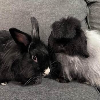 American Fuzzy Lop All Rabbits near me | PetCurious