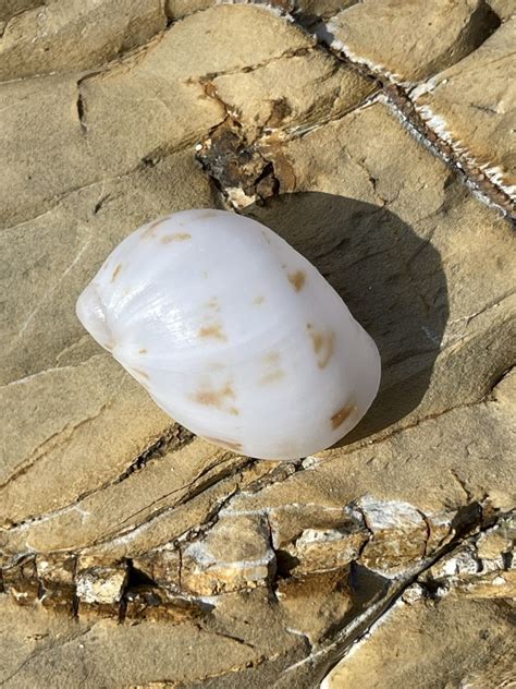 Mammilla Simiae From Yuraygir National Park Minnie Water NSW AU On