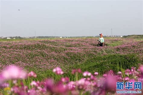 希望的田野丨江西余干：紫云英盛开迎客来 新华网