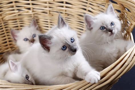 Best Birman Cat Breeders - Cat Kingpin