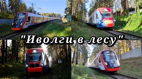 "Иволги в лесу" один день из жизни Усовской ветки МЖД - YouTube