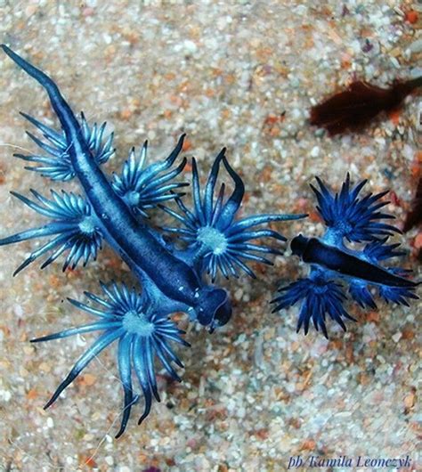 Glaucus Atlanticus Is A Species Of Small Blue Sea Slug A Pelagic