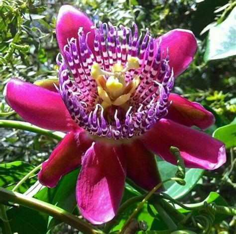 Passiflora Quadrangularis 10 Seeds, Giant Granadilla Passion Fruit Vin ...