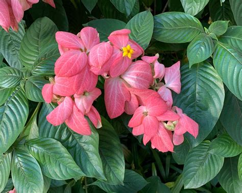 Mussaenda Erythrophylla Gardensonline