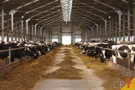 Manejo Alimentar De Vacas Leiteiras No Cocho E No Pasto Cursos A