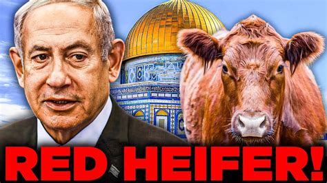 The Red Heifers SECRETLY Arrived In Israel To Prepare The Third Temple