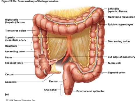 Histology Of The Large Intestine Colon Appendix Rectum Anal Canal