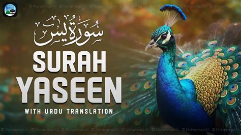 Surah Yasin Yaseen With Urdu Translation Quran Tilawat Beautiful Voice