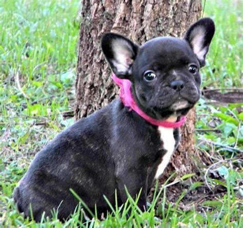 Ckc Female French Bulldog Puppy 9 Weeks Old For Sale In Park City