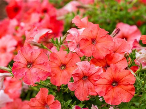 Картинки петуньи (42 фото)