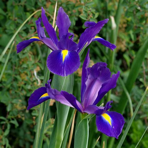 Iris Purple Sensation Pachet De 10 Bulbi Garden Plant