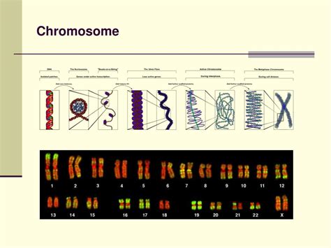 PPT Special Topics In Genomics Lecture 1 Introduction PowerPoint