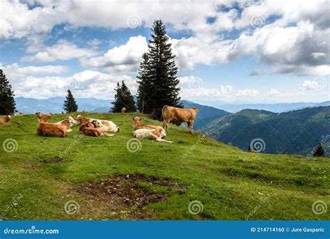 Free Range Herd Cattle Cows On High Mountain Green Pasture Stock Photo