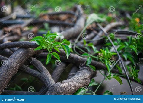 Plantas Tropicais No Jardim Do Parque Dos Sonhos Foto De Stock Imagem