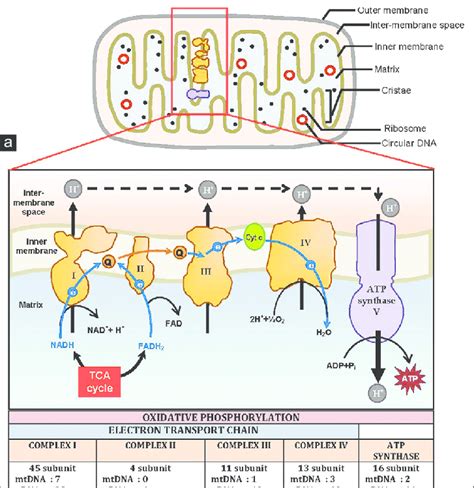 Structure Of A Mitochondrion And The Human Electron Transport