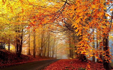 For Fall Trees Background Autumn Landscape Autumn Scenery Scenery