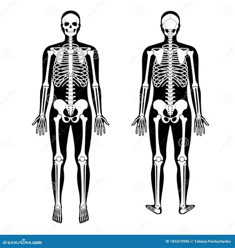 Anatomía Del Esqueleto Humano Ilustración Del Vector Ilustración De Costilla Fondo 183473996