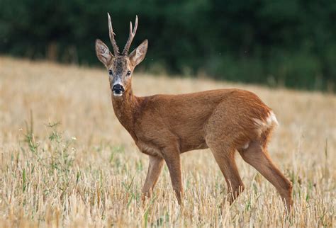 Types Of Deer List