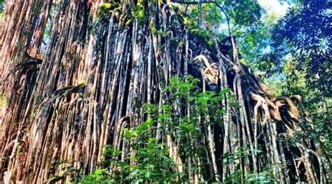 Discover The Majesty Of Curtain Fig Tree In Yungaburra Australia