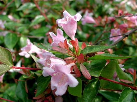 Abelia Grandiflora Edward Goucher Vaso Cm