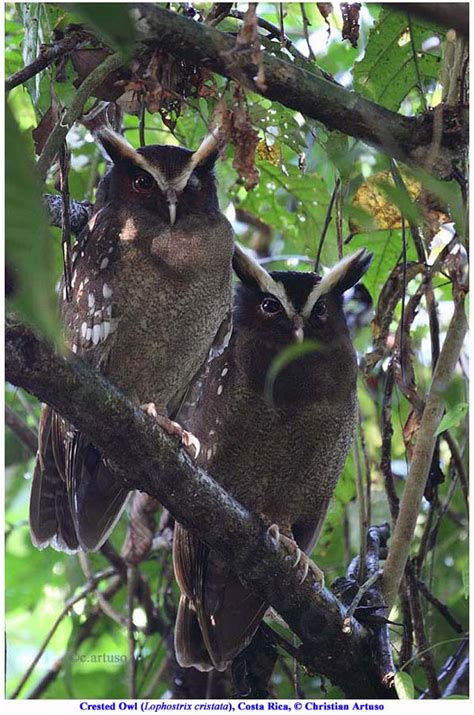 Christian Artuso Birds Wildlife Owls Of Costa Rica
