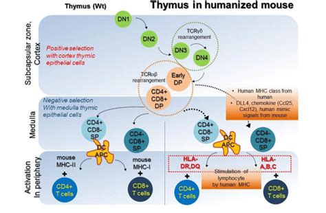 T Lymphocytes Diagram