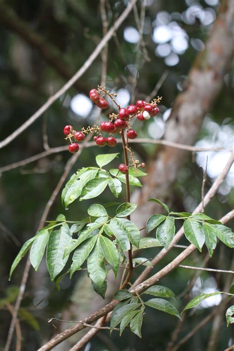 Matayba Sp Andr Cardoso Flickr