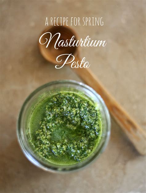 A Recipe For Spring Nasturtium Pesto Bonzai Aphrodite