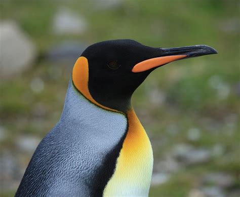 birds   world penguins spheniscidae