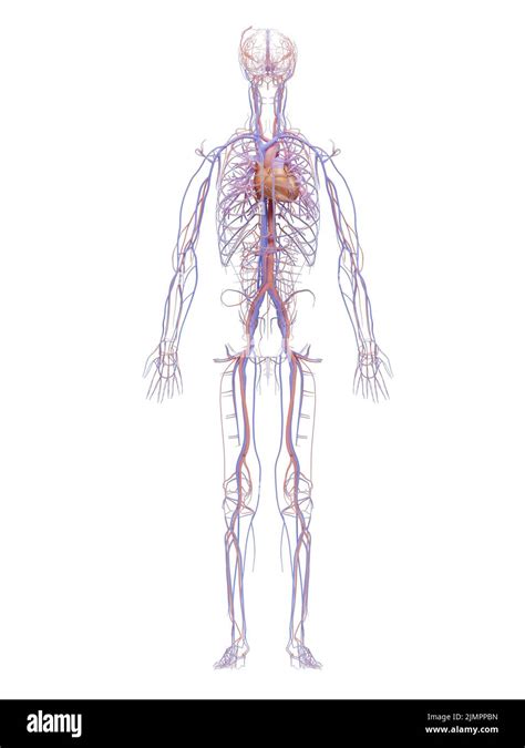 Le Syst Me Circulatoire Humain Et Le Syst Me Cardiovasculaire Sont Le