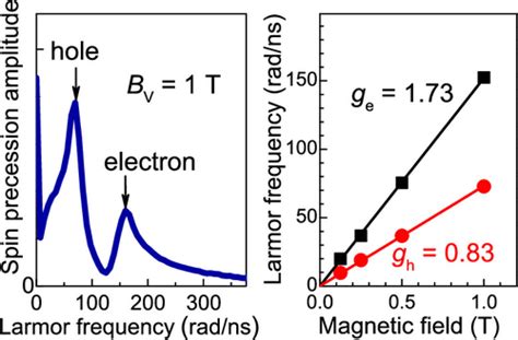 Coherent Spin Dynamics Of Electrons And Holes In CsPbBr3 Colloidal