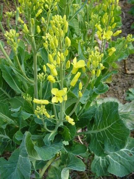 Brassica Oleracea